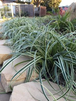 Carex oshimensis
