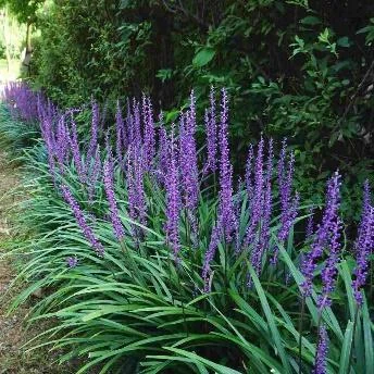 Liriope muscari